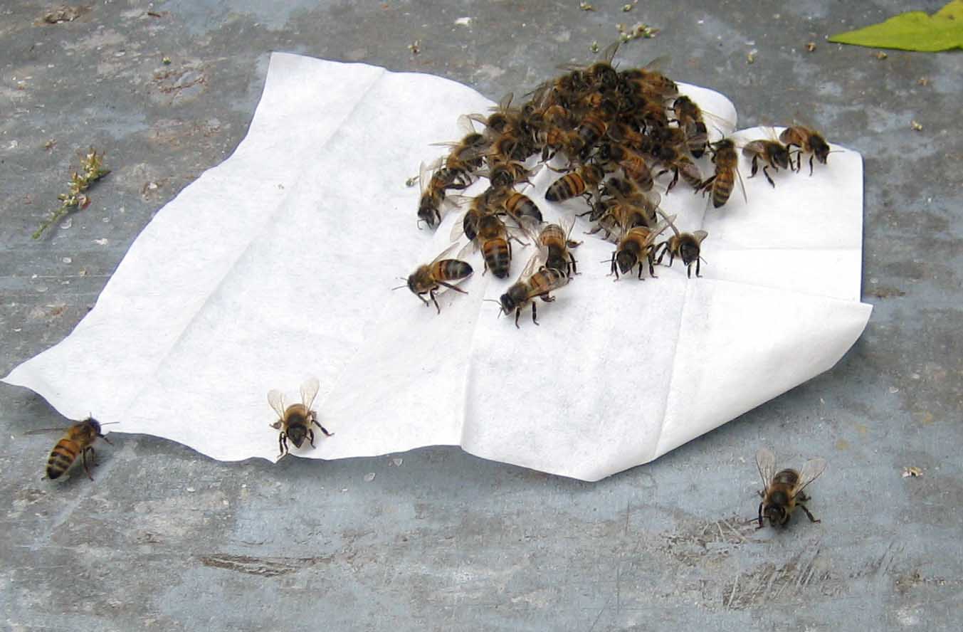Swarm Attractant Wipe in action